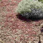 5 Tips For Sustaining Your Landscaped Garden During Drought Periods